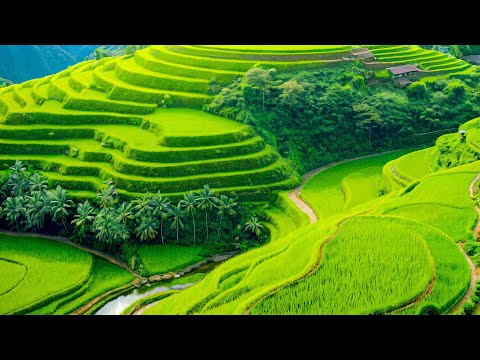 Видео: Расслабляющая и целебная музыка от стресса, тревоги и депрессии 🌿 Исцеление тела и души