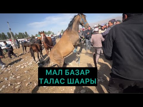 Видео: Мал базар Талас шаары