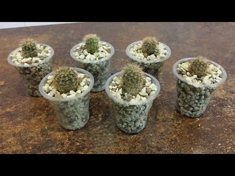 Видео: Цикламен собрался на покой..и плодовитый кактус..рассаживаю деток.