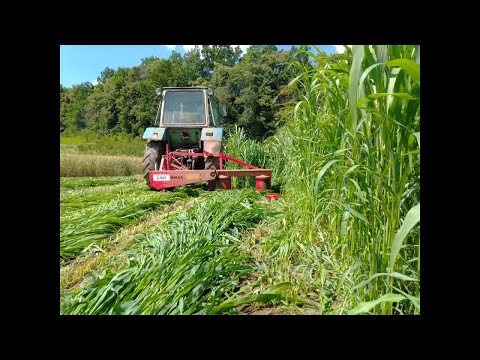 Видео: Суданка на сено! Почему я отказался от Суданки  в этом году?#2