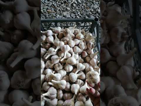 Видео: Выгодная фракция чеснока для посадки