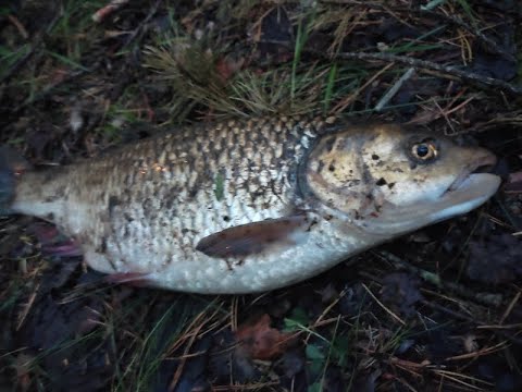 Видео: Простая и уловистая снасть на голавля. Западная Двина.Daugava.