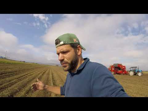 Видео: 24.09.17 г Убрали свёклу готовимся к уборке моркови