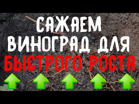 Видео: Как посадить саженцы винограда осенью