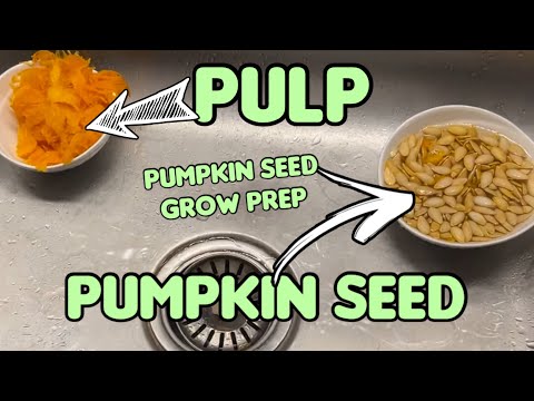 Видео: Как легко удалить мякоть из семян тыквы и кабачков. Подготовка к выращиванию семян тыквы.