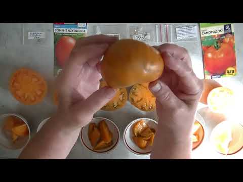 Видео: Дегустация помидоров 2025 № 36