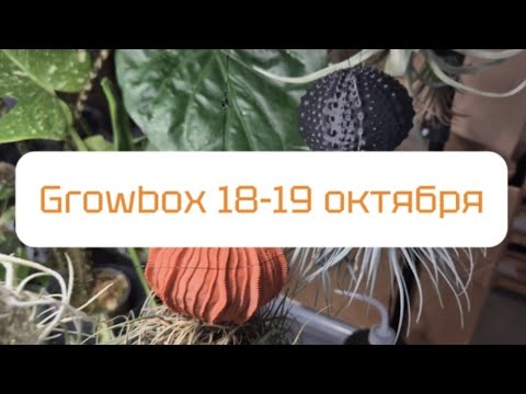 Видео: Обзор Growbox 18-19 октября