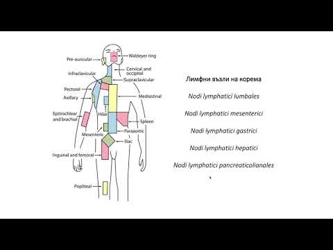 Видео: Лимфни възли (06:58) ┃teoriyata.com