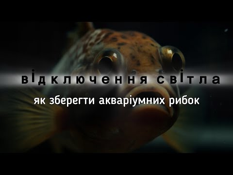 Видео: Відключення світла - як зберегти акваріумних рибок. Практичні рекомендації