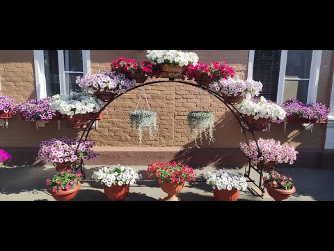 Видео: Шикарное цветение ампельных петуний в июне. Подробный обзор.1 часть.