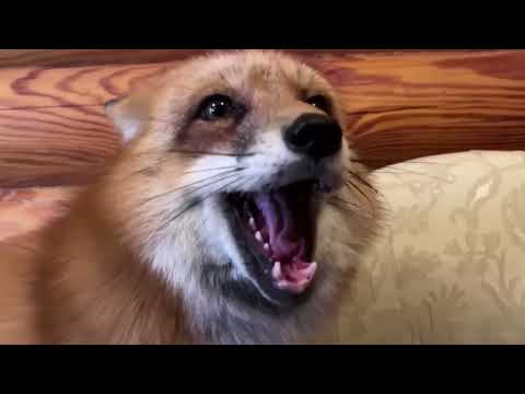 Видео: Ли Сяо / Alice the Fox Лиса Алиса (Удивительная история про Алису!!)