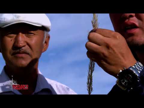 Видео: Эрээн нуур сулхирын гурил Алдарт Тайширийн цахилгаан станц.