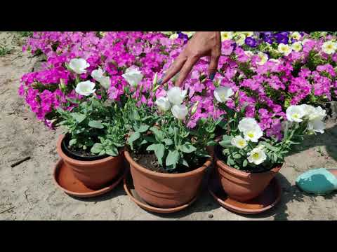 Видео: Как вырастить ЭУСТОМУ комнатную из семян! Эустома Сапфир! Выбираем семена 2021