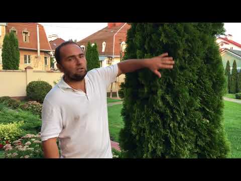 Видео: Уход за туями на протяжении всего сезона (Часть 1)