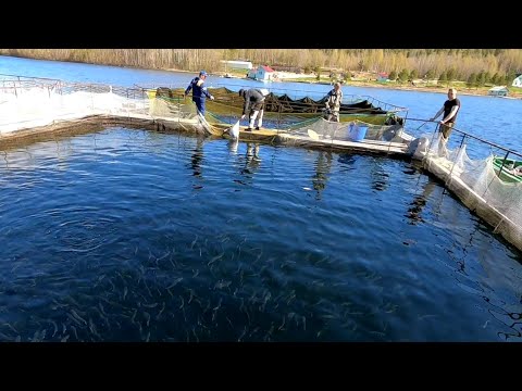 Видео: ФОРЕЛЕВОЕ ХОЗЯЙСТВО. КАРЕЛИЯ. РАССАДКА РЫБЫ. НАЧАЛО СЕЗОНА