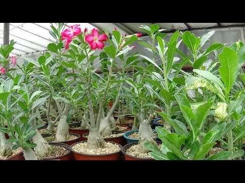 Видео: Пересадка Адениумов