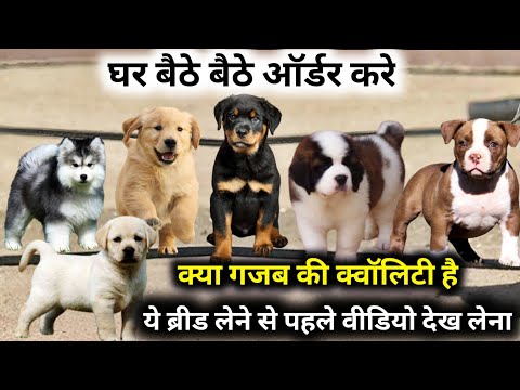 Видео: 6 пород в 1 видео | Американский булли | Ротвейлер | Сенбернар | Лабрадор | Хаски....