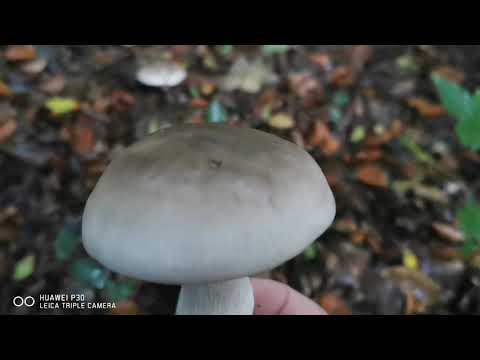 Видео: Говорушка, самый вкусный гриб.