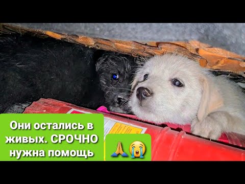 Видео: Отстреливали собак, нужно спасать щенят СРОЧНО🙏