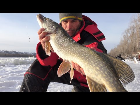 Видео: РЫБА ПРЁТ ОДНА ЗА  ОДНОЙ! ПЕРВЫЙ ЛЁД НА ОБИ!