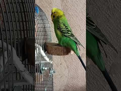 Видео: Черікаємо і пританцьовуваємо😊