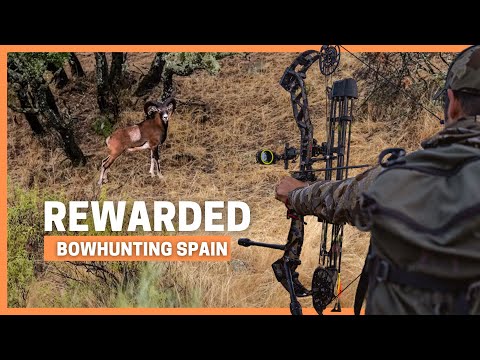 Видео: МУФЛОН ДВАЖДЫ ВЫСТРЕЛЛ ИЗ ЛУКА!!! 💥 ОХОТА МУФЛОНОВ И КРАСНЫХ ОЛЕНЕЙ В ИСПАНИИ 💥 НАГРАЖДАЕТСЯ