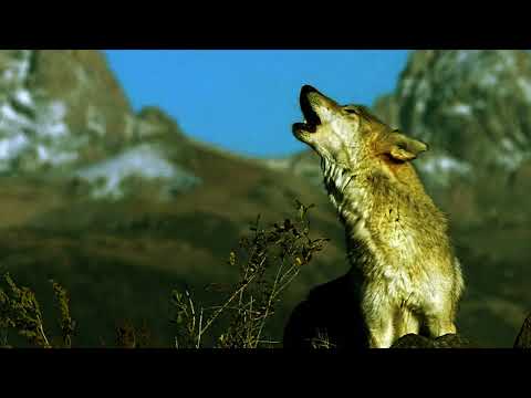 Видео: МАШТА  НАСАВАМ ШЕР КАТЕ ШЕРАТ АММО ВУРЧ КАТЕ ВУРЧАМ