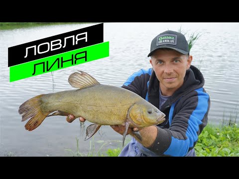 Видео: РЫБАЛКА НА ФИДЕР / ЛОВЛЯ ЛИНЯ / FROS FISHING