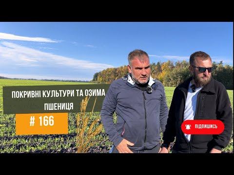 Видео: # 166 Озима пшениця з покривними культурами🌱 та посів розкидачем. Три різні суміші від SaatBau.