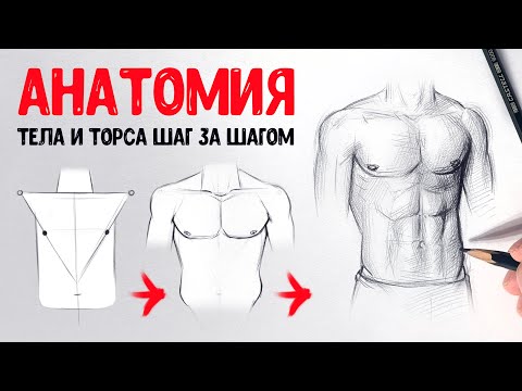 Видео: Как рисовать тело человека.