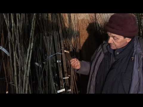 Видео: Подвои, сорта, и предпосылки к формированию Черешни по методу UFO и KGB