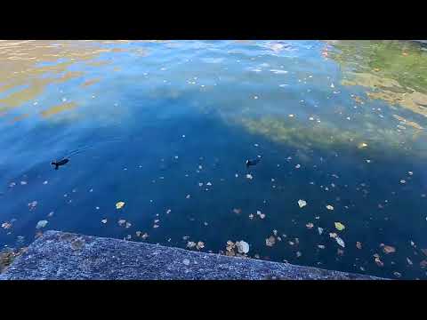 Видео: Прогулка по Локарно 2, Швейцария 