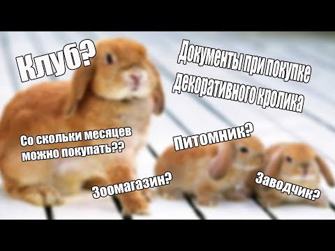 Видео: Документы при покупке декоративного кролика