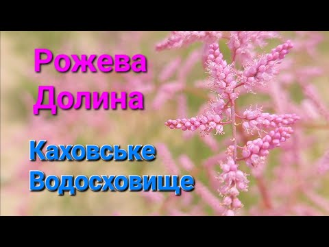 Видео: Рожева Долина у Каховському водосховищі.