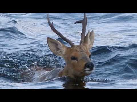 Видео: Наши заповедные места: Норский заповедник.