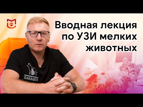 Видео: Ультразвуковая диагностика мелких домашних животных (вводная лекция)