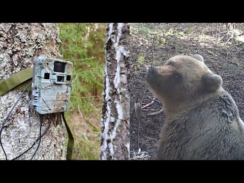 Видео: Кто попал на фотоловушку? Медведь пришел и всех распугал!