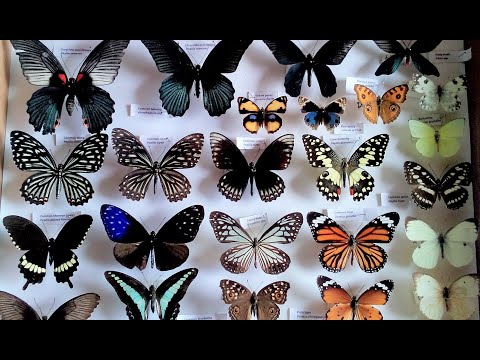 Видео: Как прикрепить и расправить бабочку