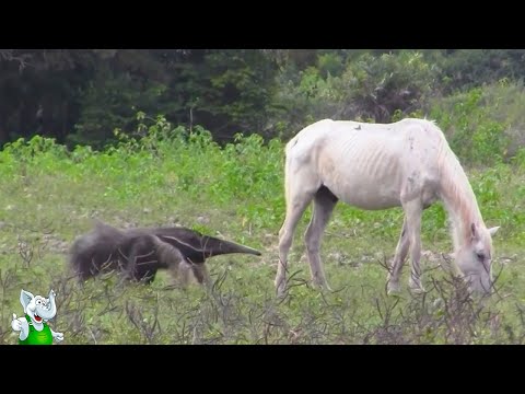 Видео: Уничтожил За Секунду / Случаи с Животными Снятые На Камеру