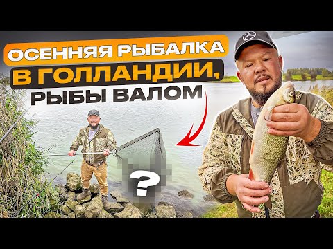 Видео: ДАВНО ТАКОГО НЕ БЫЛО ОСЕННЯЯ РЫБАЛКА В ГОЛЛАНДИИ КЛЮЮТ ТРОФЕИ КАК НИКОГДА
