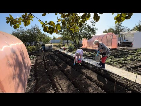 Видео: Дача осенью🍂/ Посадили чеснок🧄/ Коллизия🪴/Новые гортензии🪻/Семья из Самары