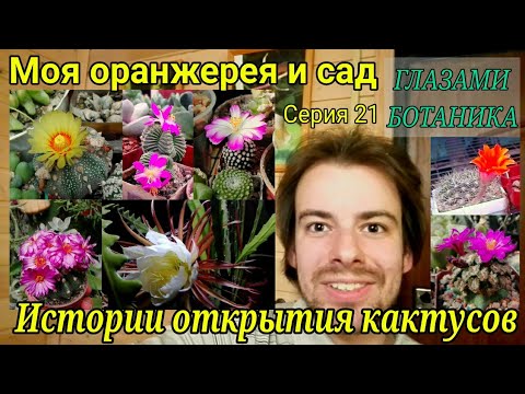 Видео: Истории открытия кактусов — Моя оранжерея и сад — Серия 21 / Весеннее цветение кактусов / Суккуленты