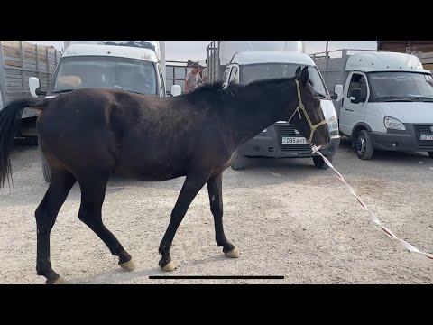 Видео: Туркестан Мал Базар Жылкы Тай Бие Айгыр Байтал Айғыр 21.09.2025