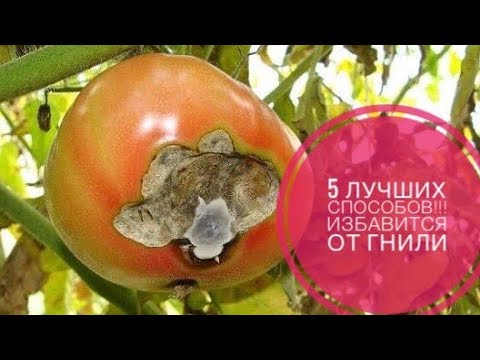 Видео: 5 лучших способа избавиться от вершинной гнили