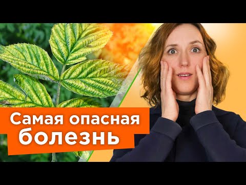 Видео: НЕМЕДЛЕННО УДАЛИТЕ ТАКИЕ КУСТЫ МАЛИНЫ И СМОРОДИНЫ, чтобы они не заразили весь сад опасной болезнью!