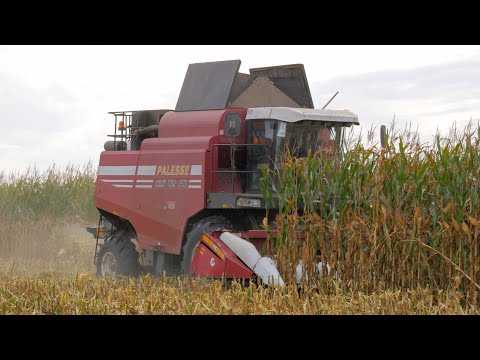 Видео: Уборка кукурузы на зерно / ПАЛЕССЕ GS12A1, МАЗ 5551 /