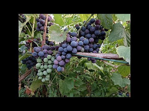 Видео: Такие насыщенные выходные!