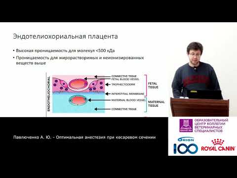 Видео: Павлюченко А. Ю. - Кесарево сечение