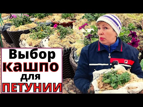 Видео: Какие КАШПО выбрать для ПЕТУНИИ? зачем в кашпо пакет?