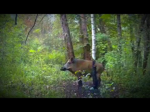 Видео: БИОТЕХНИЯ ДЛЯ ДИКИХ ЖИВОТНЫХ/ ОТДАВАЙТЕ ЛЕСУ ДОЛЖНОЕ В НЕ СЕЗОН/